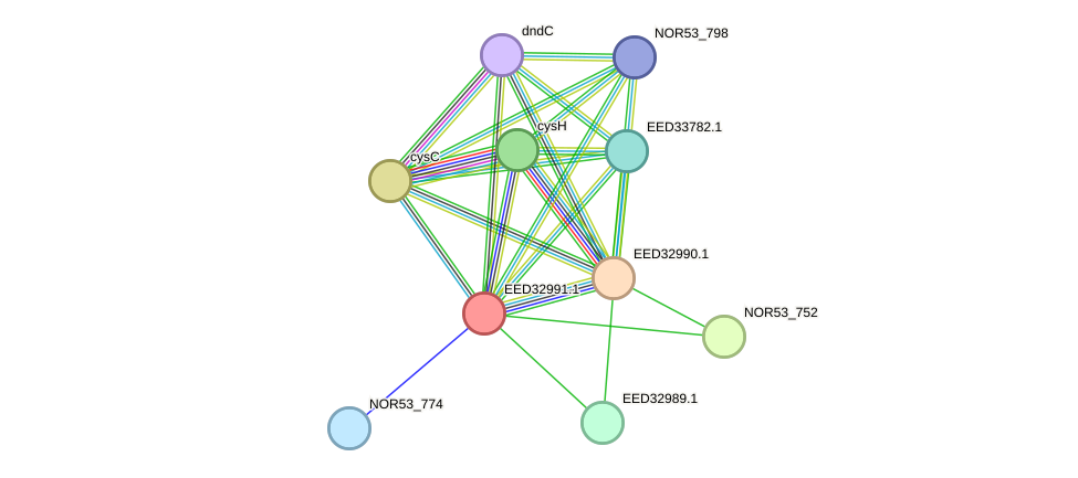 STRING protein interaction network