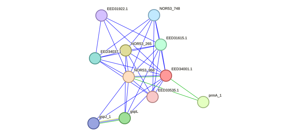 STRING protein interaction network
