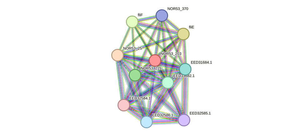 STRING protein interaction network