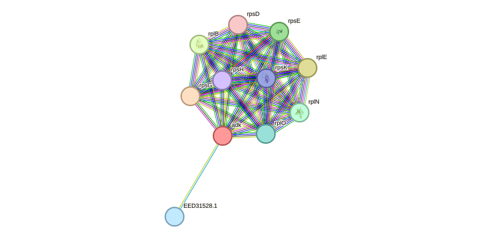 STRING protein interaction network