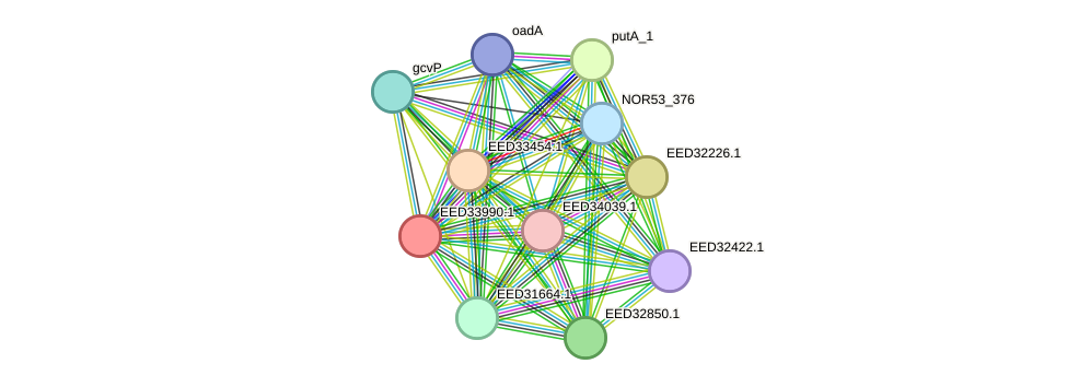 STRING protein interaction network