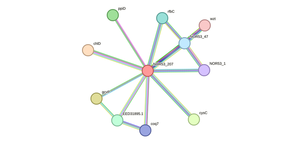 STRING protein interaction network
