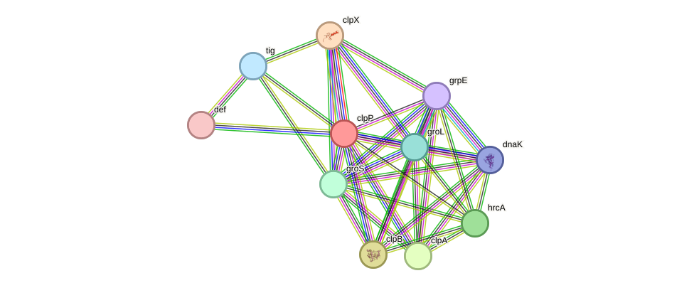 STRING protein interaction network