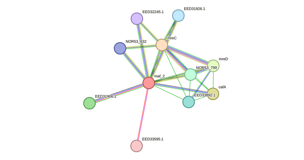 STRING protein interaction network