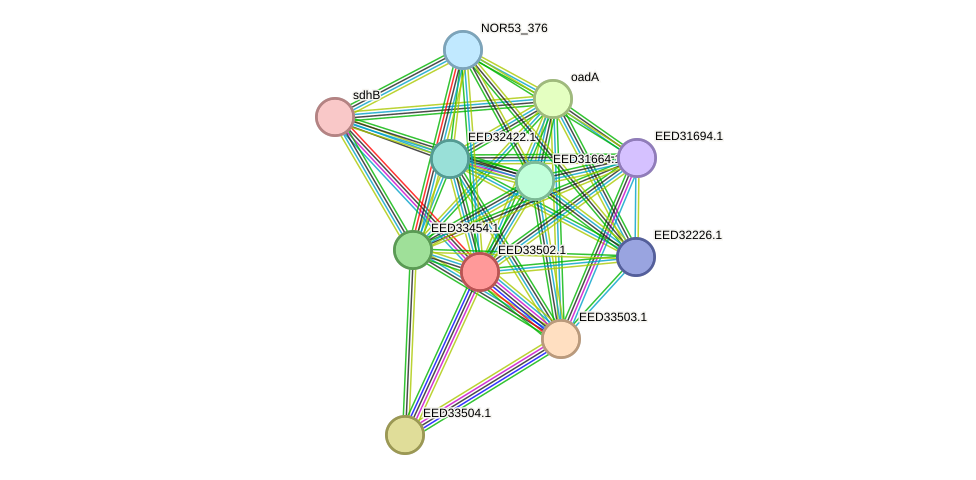STRING protein interaction network