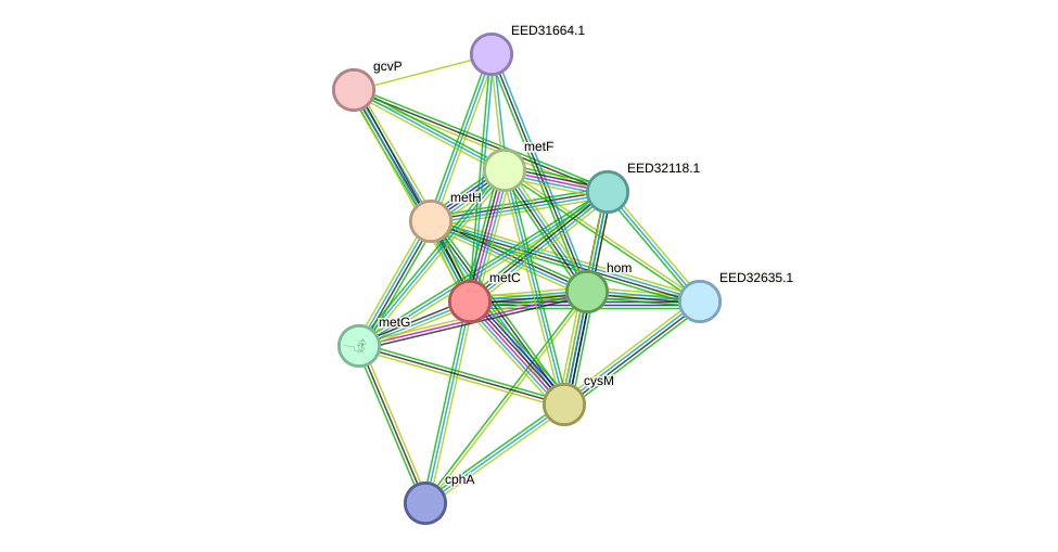 STRING protein interaction network