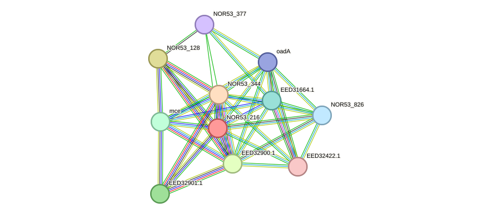 STRING protein interaction network