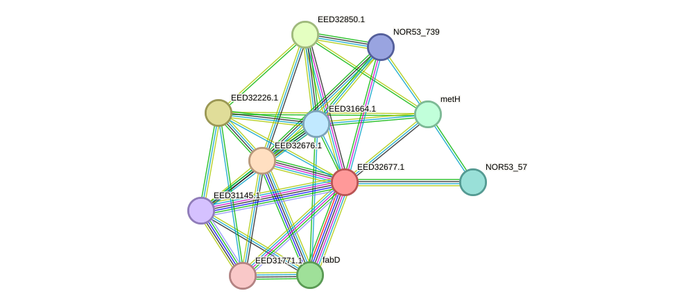 STRING protein interaction network