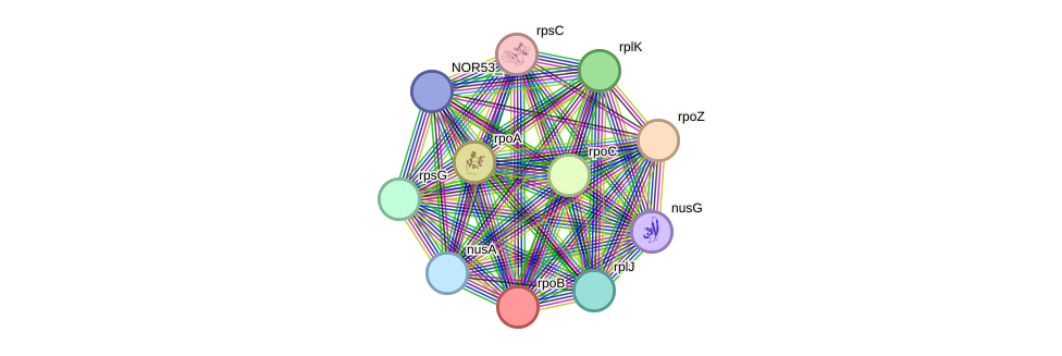 STRING protein interaction network