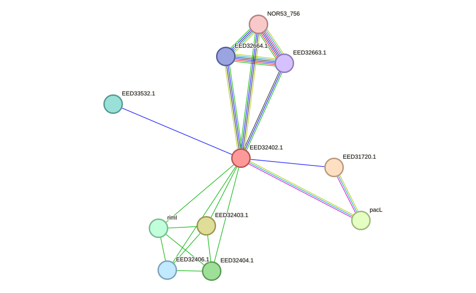 STRING protein interaction network
