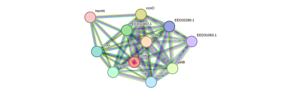 STRING protein interaction network