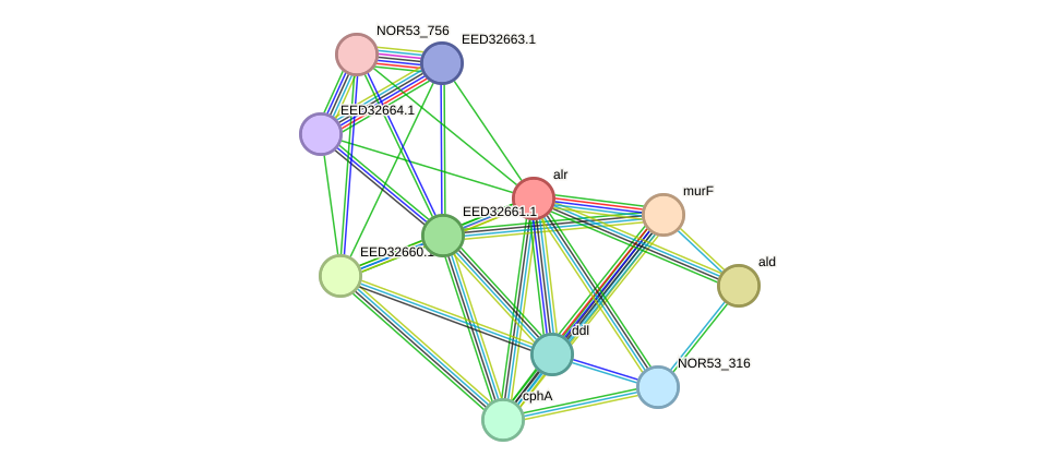 STRING protein interaction network
