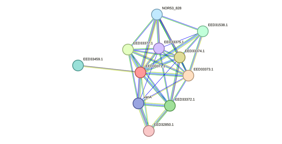 STRING protein interaction network