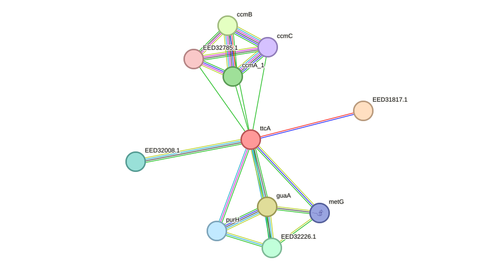 STRING protein interaction network