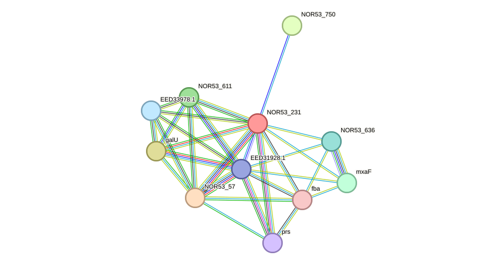 STRING protein interaction network