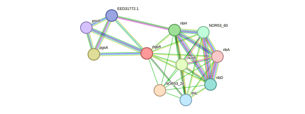 STRING protein interaction network