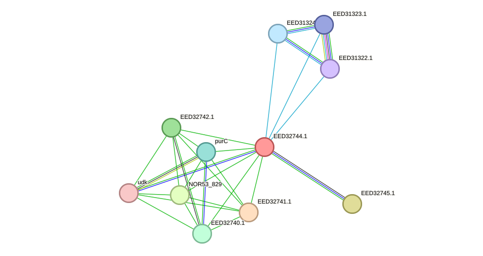 STRING protein interaction network