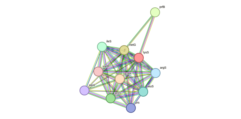 STRING protein interaction network