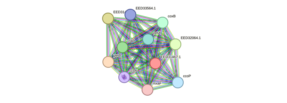 STRING protein interaction network