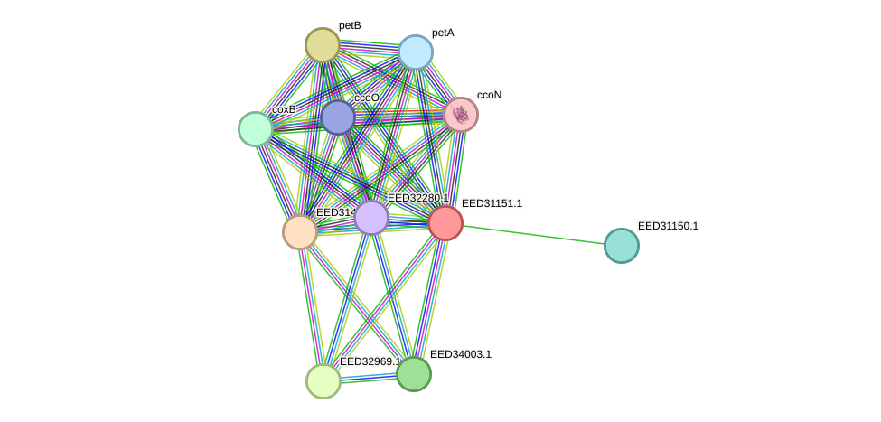 STRING protein interaction network