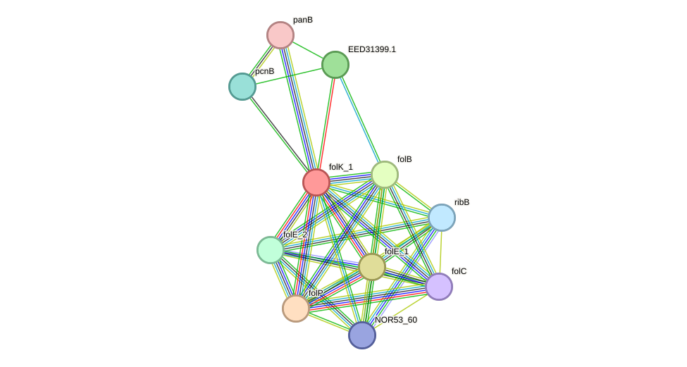 STRING protein interaction network