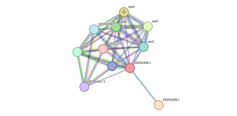 STRING protein interaction network