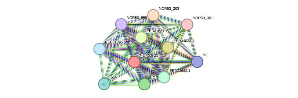 STRING protein interaction network