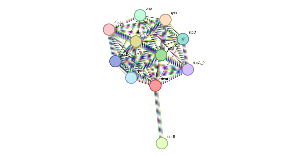 STRING protein interaction network