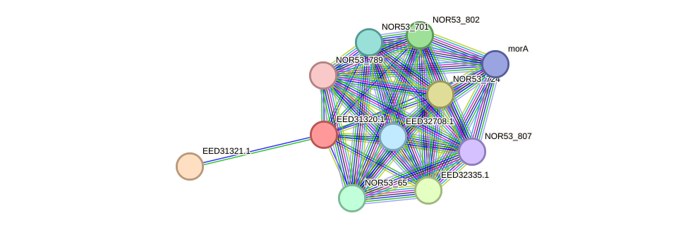 STRING protein interaction network
