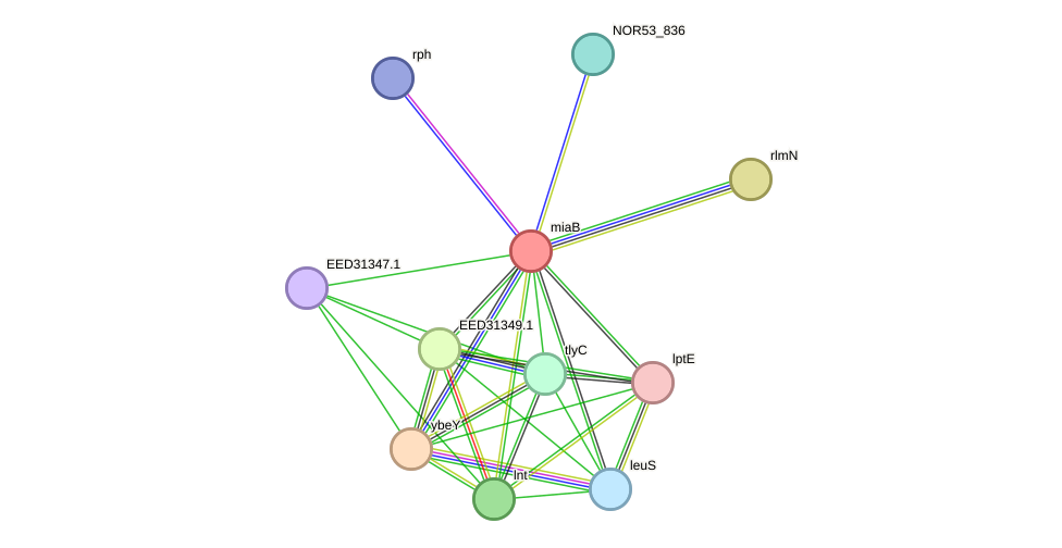 STRING protein interaction network