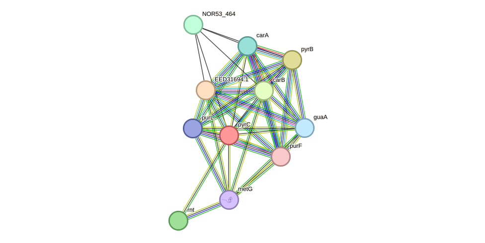 STRING protein interaction network