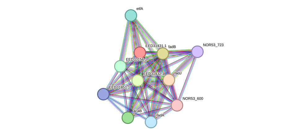 STRING protein interaction network