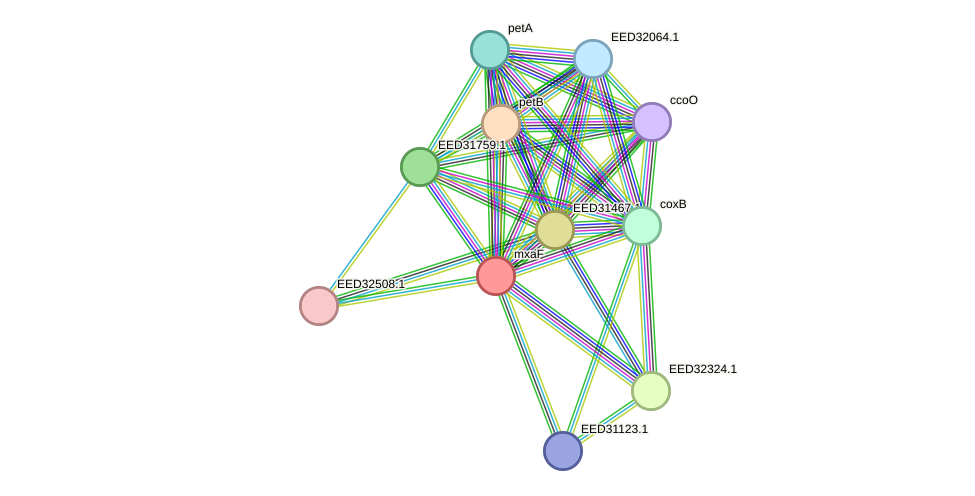 STRING protein interaction network