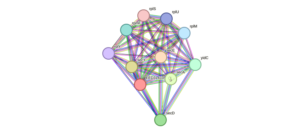 STRING protein interaction network