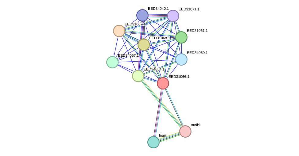STRING protein interaction network