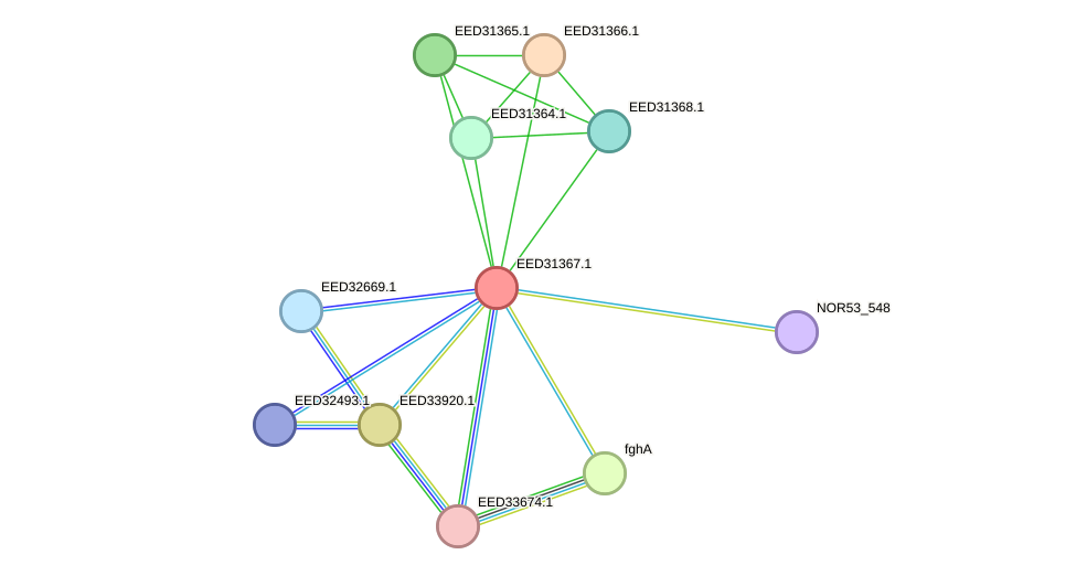 STRING protein interaction network