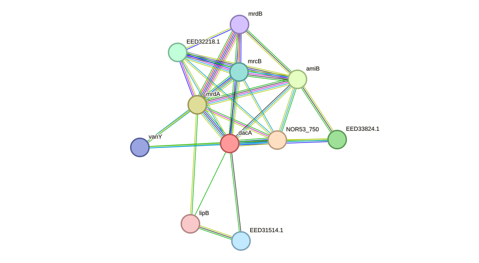 STRING protein interaction network