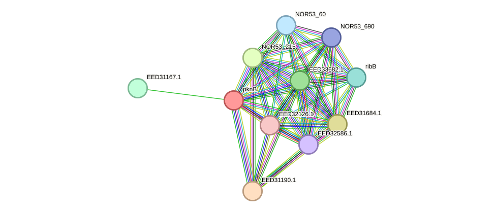 STRING protein interaction network