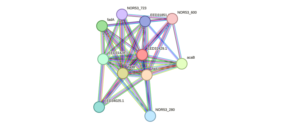 STRING protein interaction network