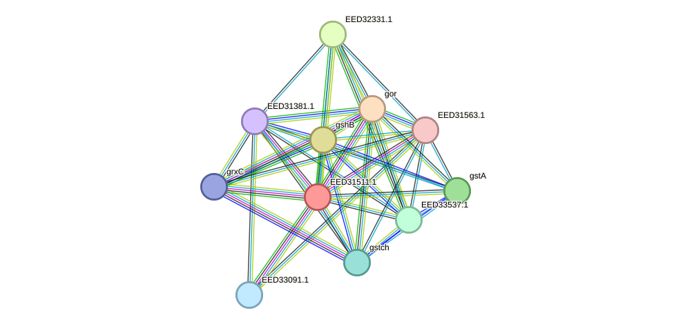 STRING protein interaction network