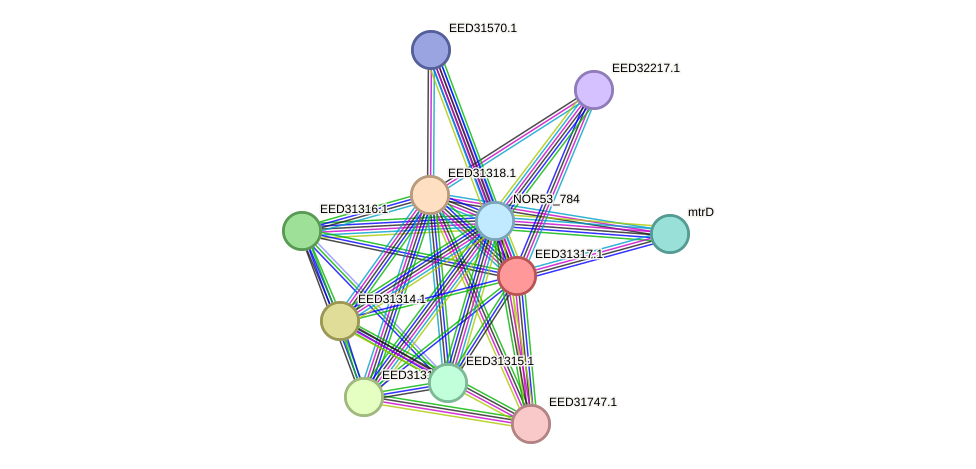 STRING protein interaction network