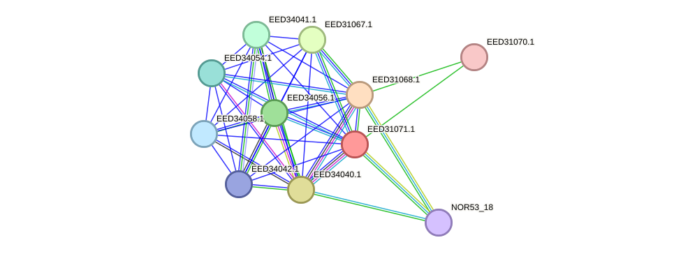 STRING protein interaction network