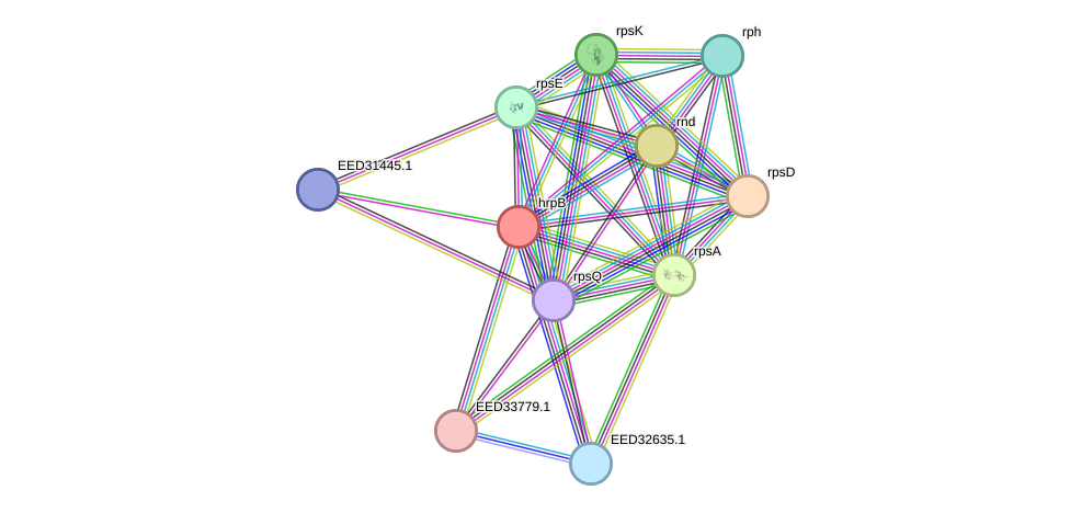 STRING protein interaction network