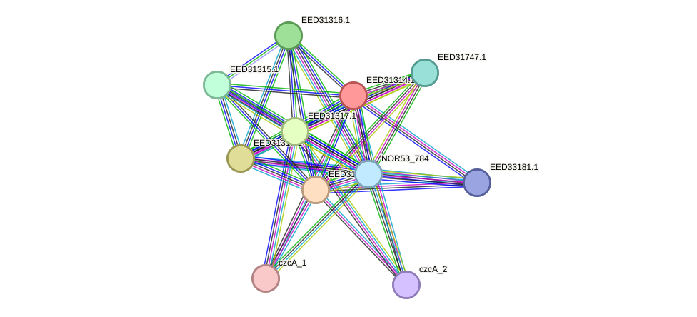 STRING protein interaction network