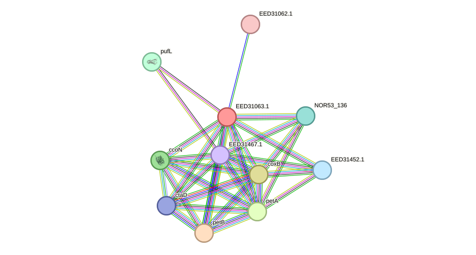 STRING protein interaction network
