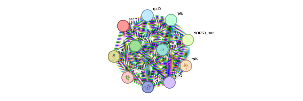 STRING protein interaction network