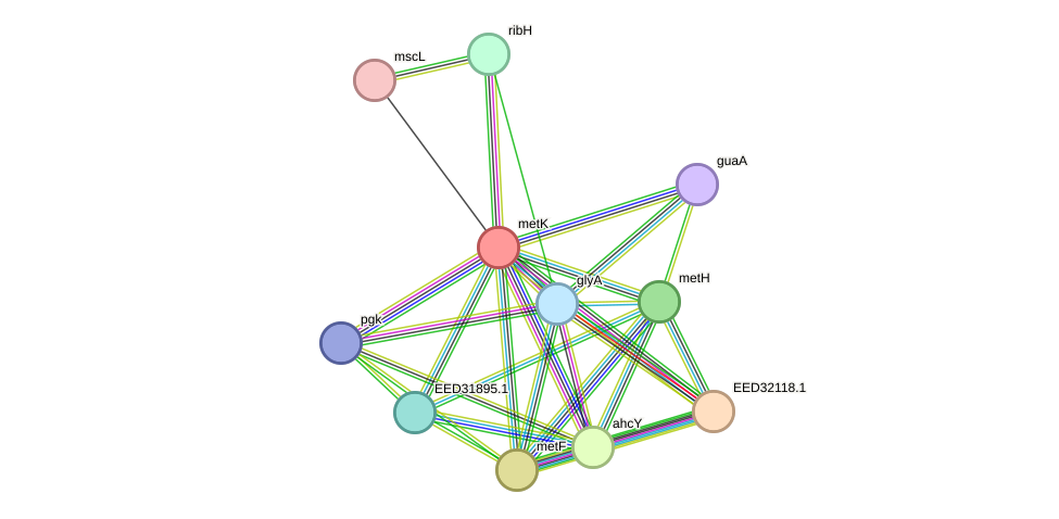 STRING protein interaction network