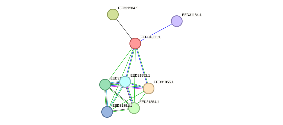 STRING protein interaction network
