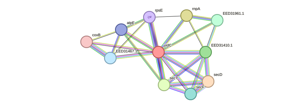 STRING protein interaction network