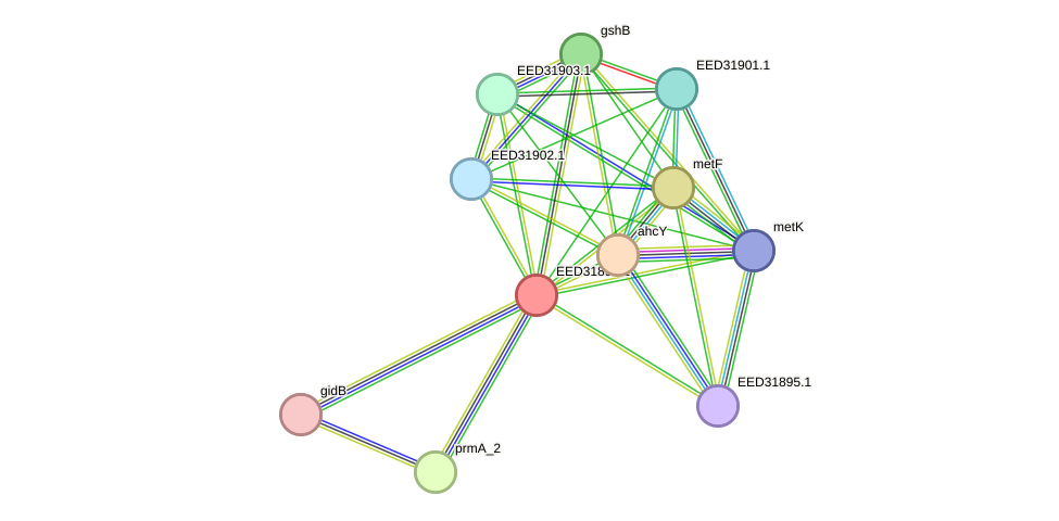 STRING protein interaction network